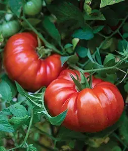 Steakhouse Tomato Seeds for Planting (25 Seeds)