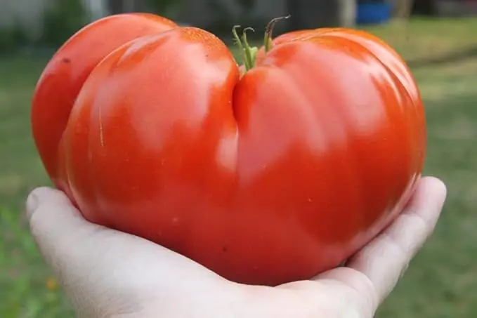 Let’s grow a hydroponic tomato